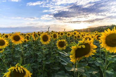 Suflowers alan yazında