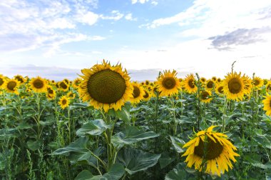 Suflowers alan yazında