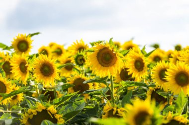 Suflowers alan yazında