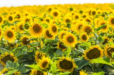 Suflowers alan yazında