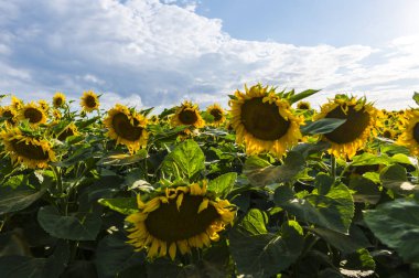 Suflowers alan yazında