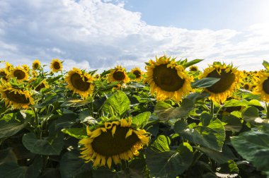 Suflowers alan yazında