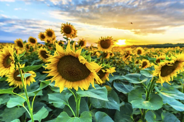 Girassóis Pôr Sol Verão — Fotografia de Stock