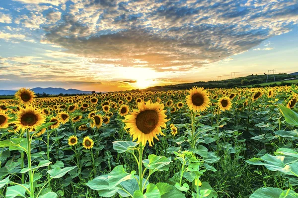 Suflowers Veld Zomer — Stockfoto