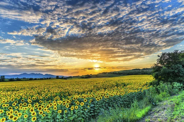 Nyáron Suflowers Mező — Stock Fotó