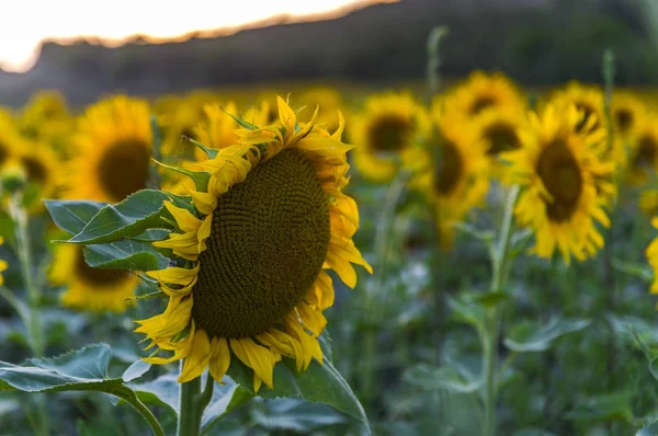 Champ Suflowers Été — Photo