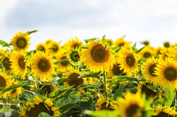 Campo Flores Verão — Fotografia de Stock