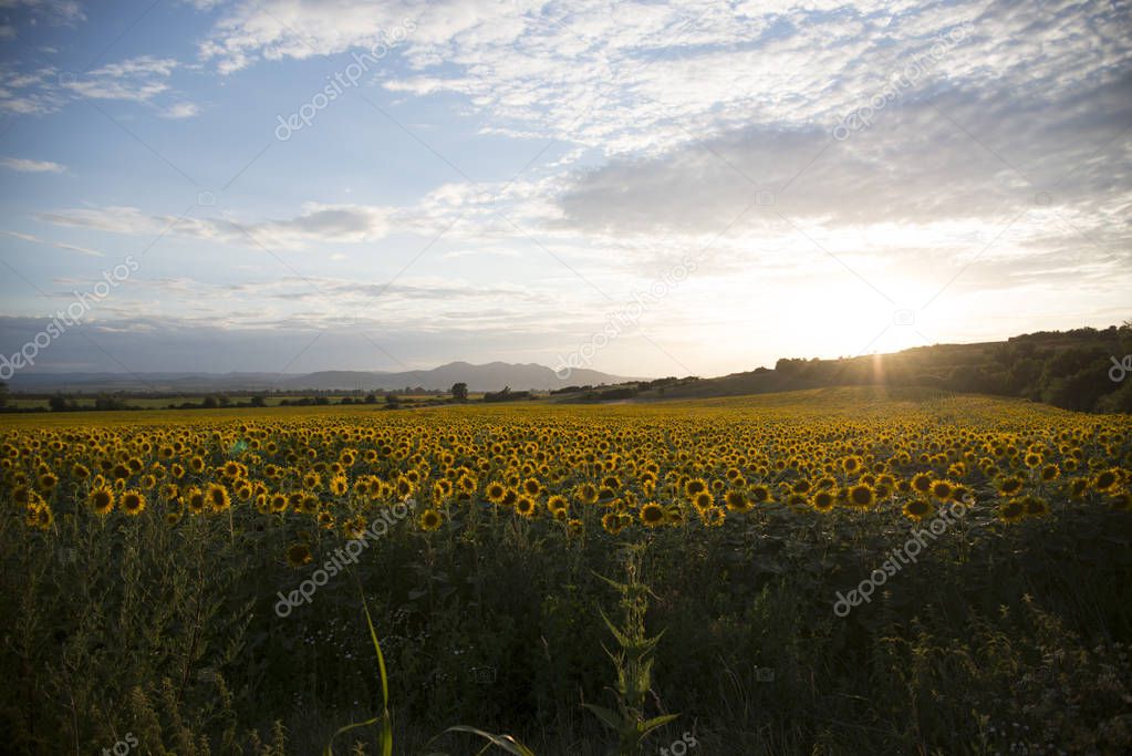 Suflowers field in the summer
