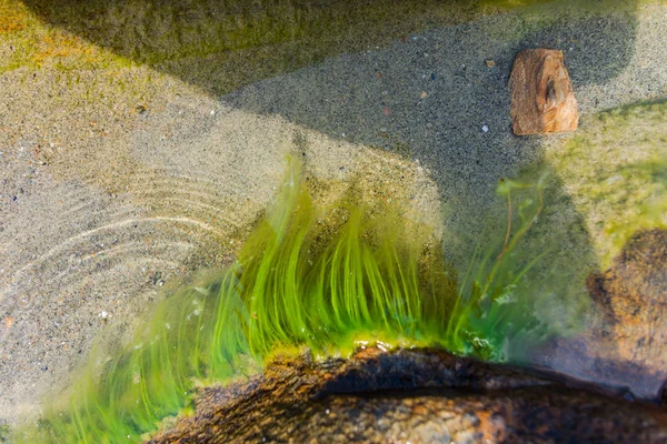 Близкий Вид Скалы Воду Сорняки — стоковое фото