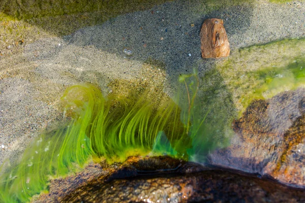 Close view of rocks, water and weeds.