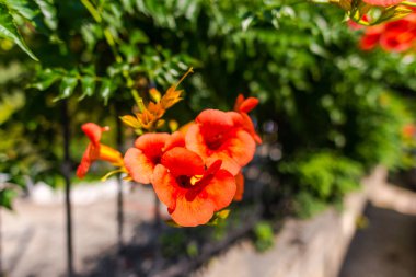 Çiçek açan çalılar, doğal arka plan.