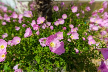 Taze bush ile bahçede pembe çiçekler