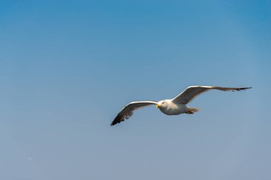 Deniz üzerinde mavi gökyüzü arka plan üzerinde uçan martı kuşu