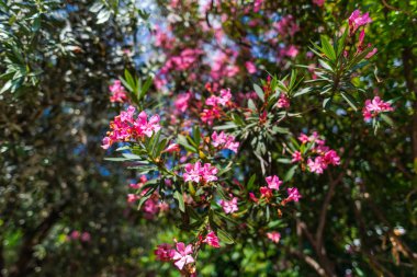 Taze bush ile bahçede pembe çiçekler