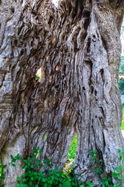 Eski zeytin ağacı bahçede, Yunanistan.