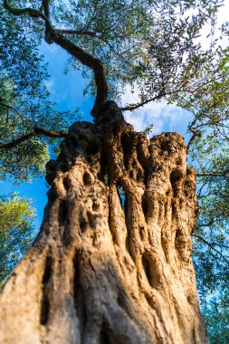 Bahçede büyük ağacının ayrıntı görünümü