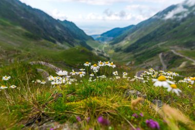 Carpathian Mountains, Romanya 'da büyüyen yaban çiçekleri.