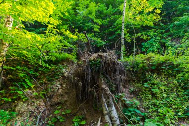 Yeşil yeşillik ile taze bahar ormanı peyzaj