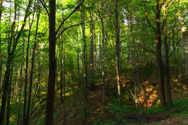 Yeşil yeşillik ile taze bahar ormanı peyzaj