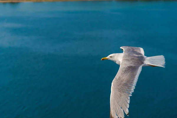 Γλάρος Πουλί Που Πετούν Πάνω Από Την Θάλασσα Φόντο Μπλε — Φωτογραφία Αρχείου