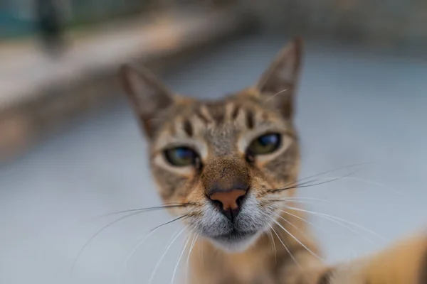 Rolig Stenografien Tabby Katt Tittar Kameran — Stockfoto