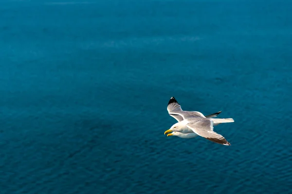 Γλάροι Που Πετούν Πάνω Από Γαλάζια Θάλασσα — Φωτογραφία Αρχείου