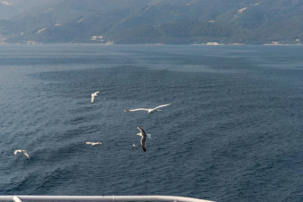 Gaviotas Volando Sobre Mar Azul — Foto de Stock