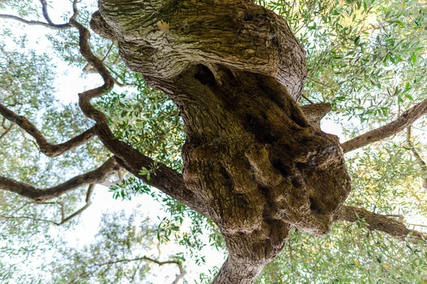 Onderaanzicht Van Oude Enorme Boom Tuin — Stockfoto