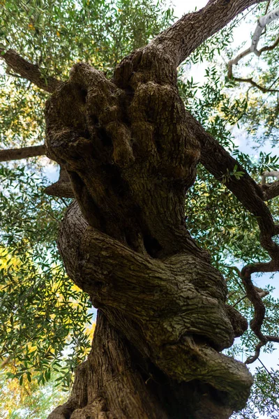 Bottom view of old huge tree in garden