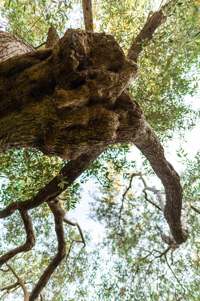 Old olive tree in yard, Greece.