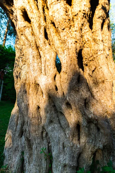 Detailoverzicht Van Enorme Boom Tuin — Stockfoto