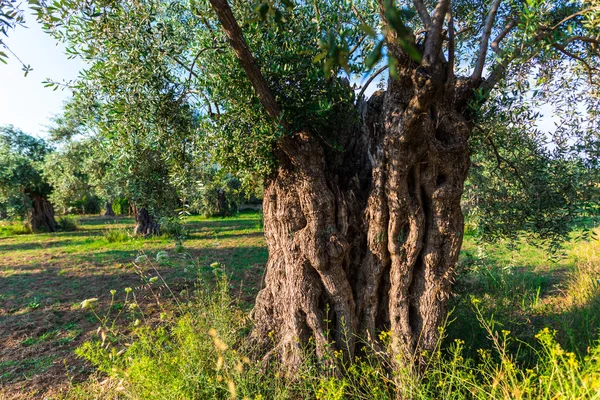 Old olive trees in yard, Greece.