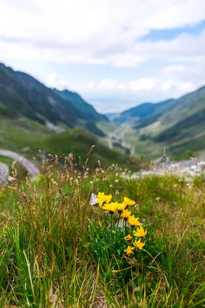 Wildblumen Wachsen Den Karpaten Rumänien — Stockfoto