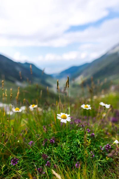 Wildblumen Wachsen Den Karpaten Rumänien — Stockfoto