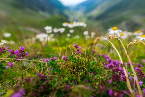 Fechar Flores Que Crescem Montanhas — Fotografia de Stock