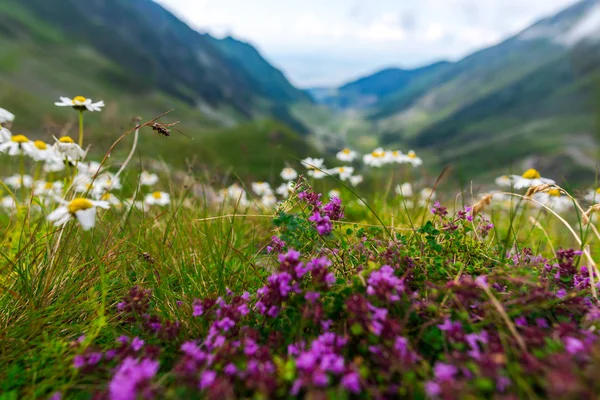 Fechar Flores Que Crescem Montanhas — Fotografia de Stock