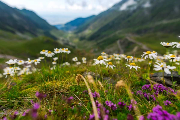 Fechar Flores Que Crescem Montanhas — Fotografia de Stock