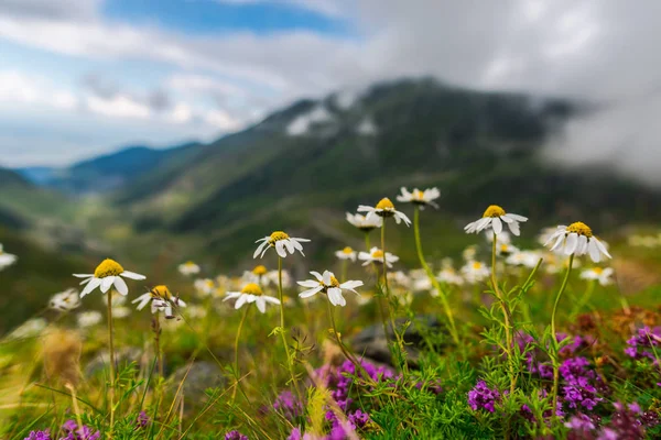 Nahaufnahme Von Blumen Die Auf Bergen Wachsen — Stockfoto