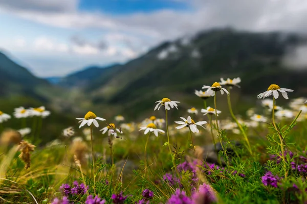 Flores Silvestres Cárpatos Roménia — Fotografia de Stock