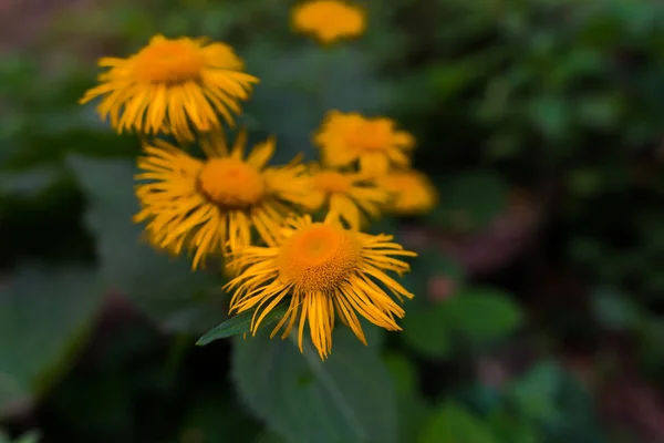 Нежные Цветы Естественном Размытом Фоне — стоковое фото