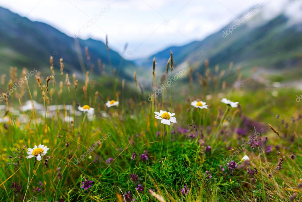 Wildflowers growing in Carpathian Mountains, Romania.