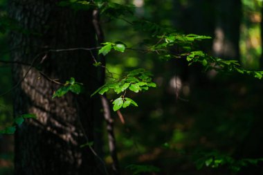 Bahar ormanının detayları, doğal arka plan.