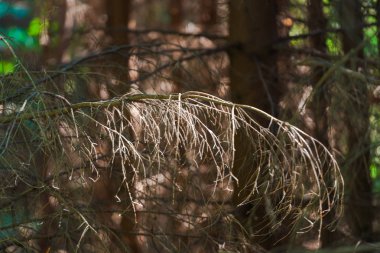 Bahar ormanının detayları, doğal arka plan.
