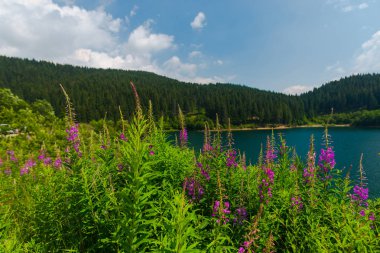 Nehir ve dağların arka planda yaban çiçekleri