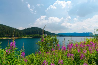 Nehir ve dağların arka planda yaban çiçekleri