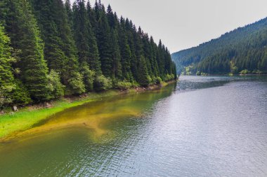 Çam ormanı ve sakin turkuaz Nehri