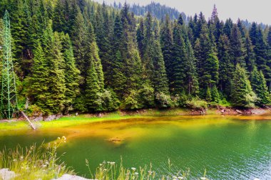 Çam ormanı ve sakin turkuaz Nehri