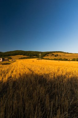 buğday alan saman yığınları ile