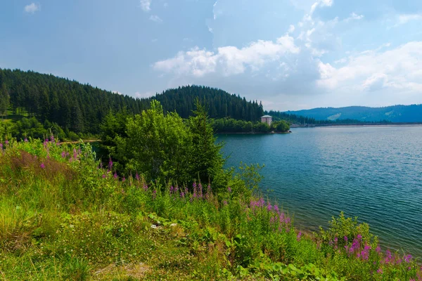 Nehir ve dağların arka planda yaban çiçekleri