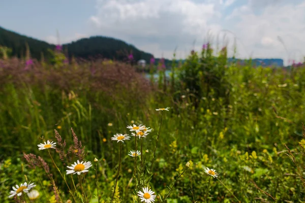 Wildflowers on background of river and mountains
